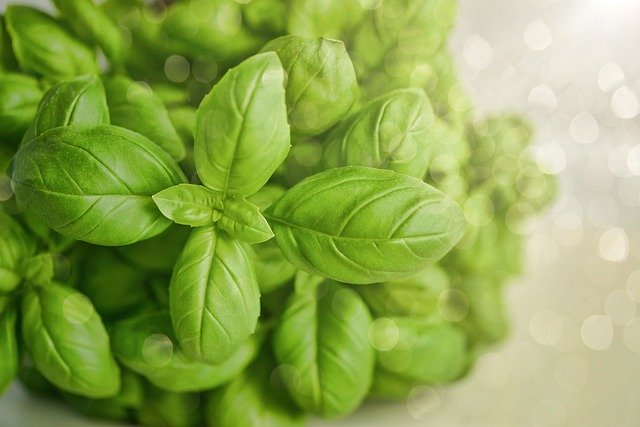 basil-3405405_640_wps圖片.jpg